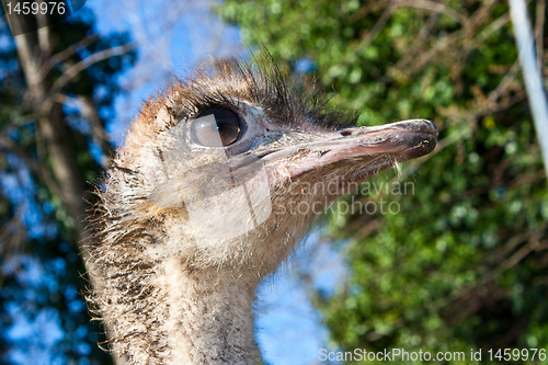 Image of Ostrich