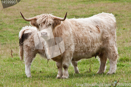 Image of Calf with mother