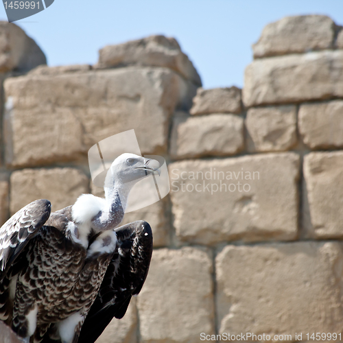 Image of Vulture