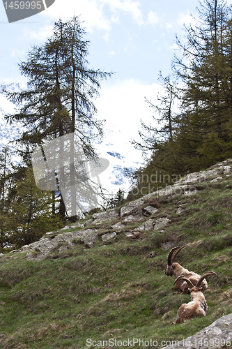 Image of Capra Ibex - Italian Alps