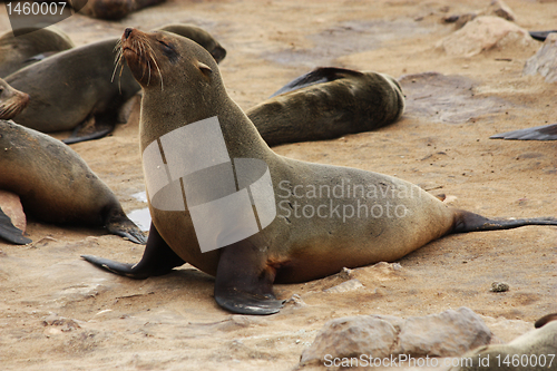 Image of Brown Fur Seal (Arctocephalus pusillus)