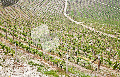 Image of Barbera vineyard - Italy