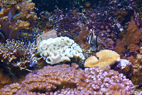 Image of Coral Reef