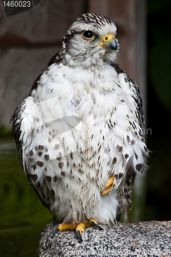 Image of Gyr Falcon