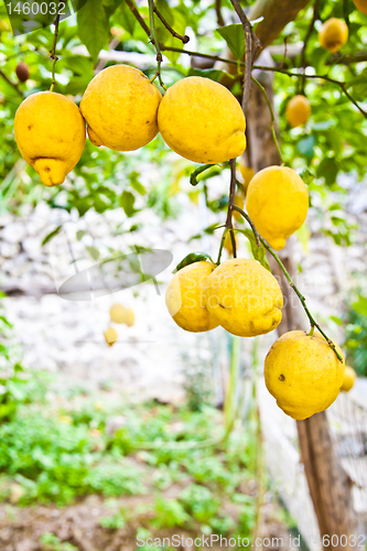 Image of Lemon