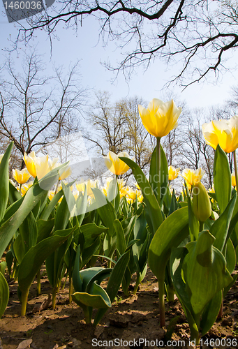 Image of Tulips - Jaap Groot varieties