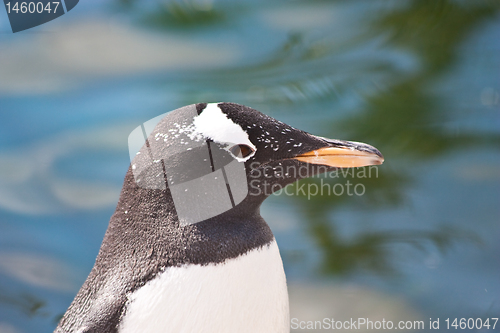 Image of Gentoo Penguin