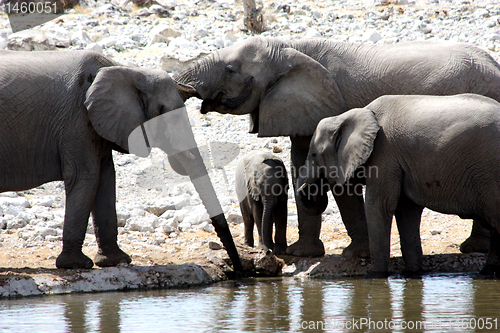 Image of Group of African Elephants