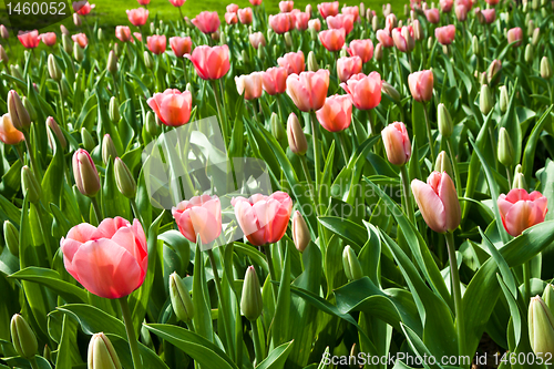 Image of Spring tulips impregnated by the sun