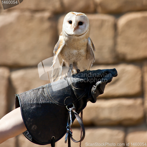 Image of Barn Owl (Tyto Alba)