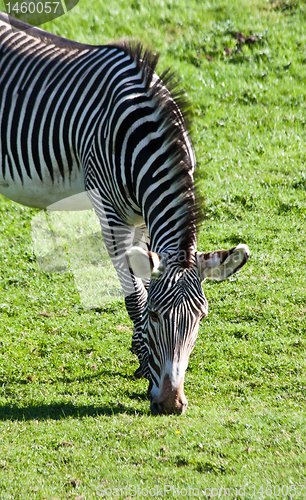 Image of Eating zebra