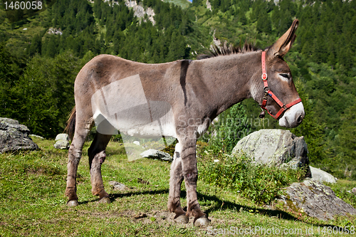 Image of Donkey on Italian Alps