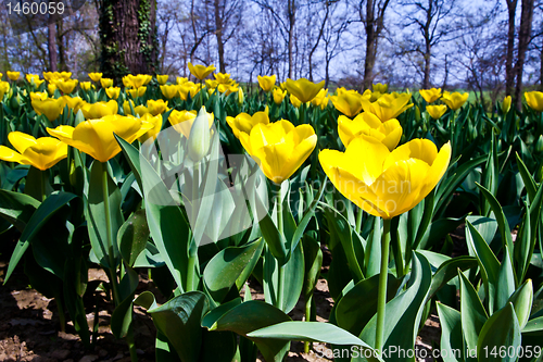 Image of Tulips - Golden varietie