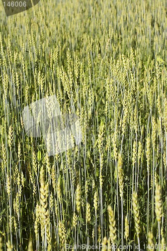 Image of Crop field