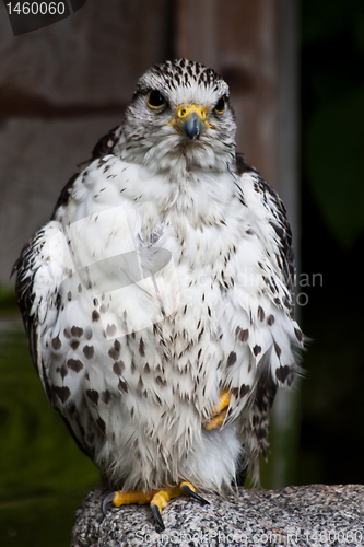 Image of Gyr Falcon