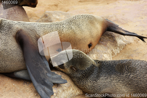 Image of Brown Fur Seal (Arctocephalus pusillus)