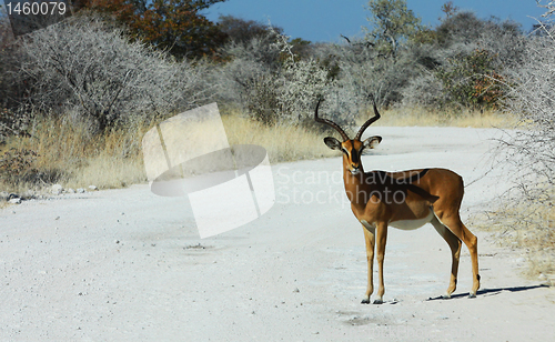 Image of Black Faced Impala