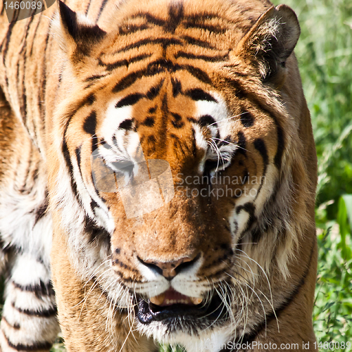 Image of Walking tiger (Panthera Tigris)