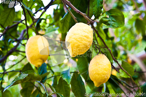 Image of Lemon