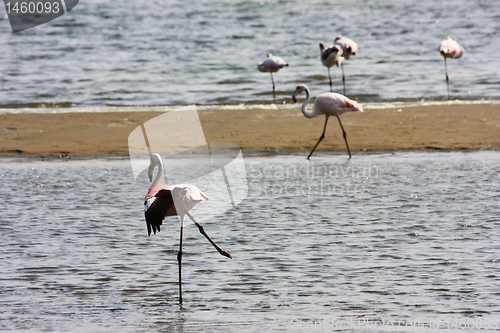 Image of Phoenicopterus roseus