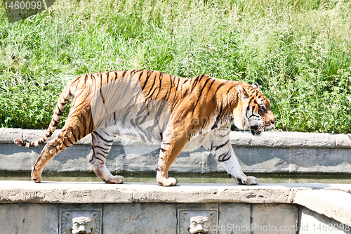 Image of Walking tiger (Panthera Tigris)