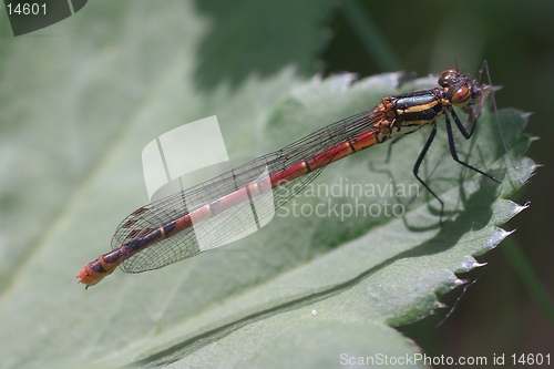 Image of Dragonfly (pyrrhosoma nymphula)