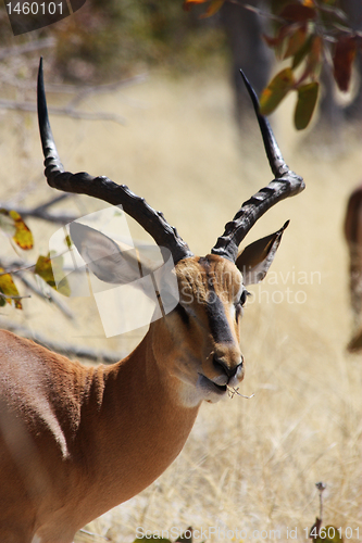 Image of Black Faced Impala