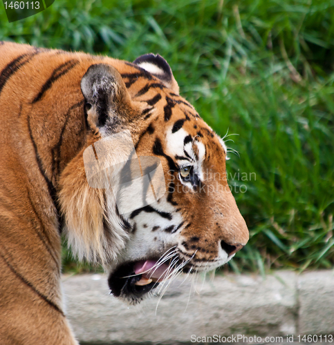 Image of Danger: hungry tiger