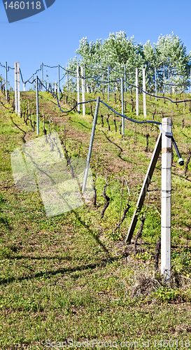 Image of Vineyard irrigation system