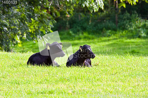 Image of Calfs in the field