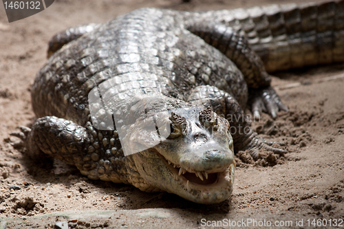 Image of Crocodylidae