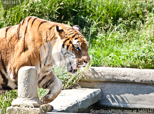 Image of Walking tiger (Panthera Tigris)