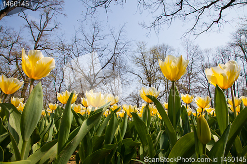 Image of Tulips - Jaap Groot varieties