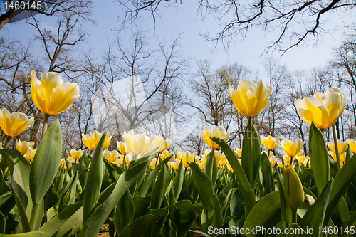 Image of Tulips - Jaap Groot varieties