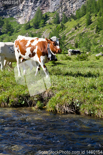 Image of Cows and Italian Alps