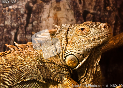 Image of Green Iguana