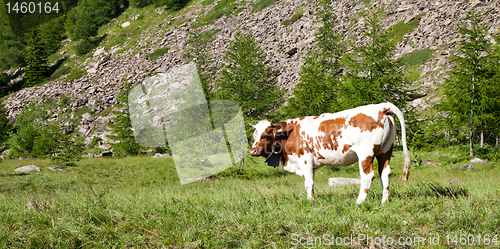 Image of Cows and Italian Alps