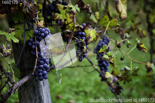 Image of Viticulture