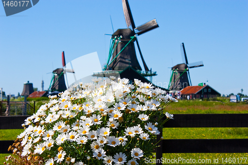 Image of Flowers in Holland
