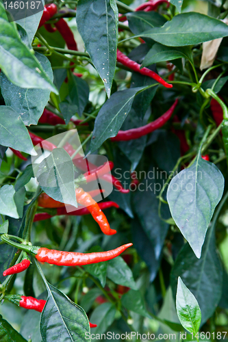 Image of Red peppers