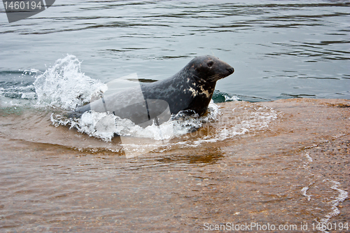 Image of Grey seal