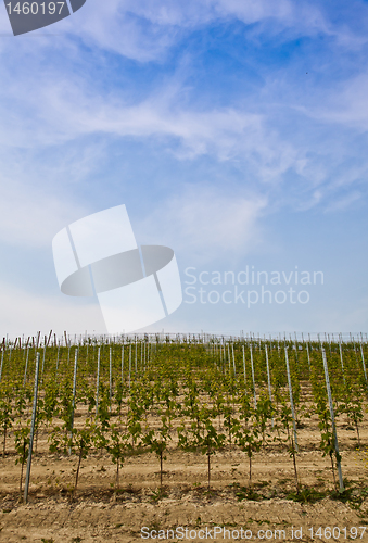 Image of Barbera vineyard - Italy