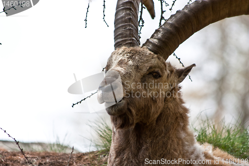 Image of Capra Ibex - Italian Alps