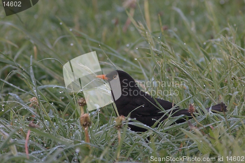 Image of Blackbird in the morning gras.