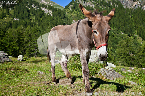 Image of Donkey on Italian Alps