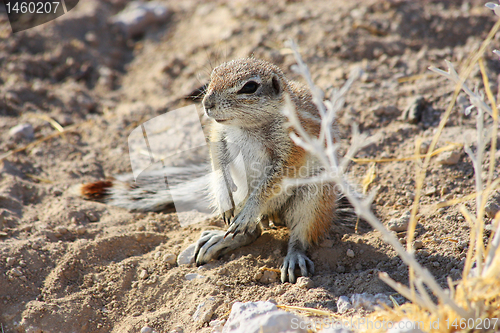 Image of Cape Ground Squirrel (Xerus inauris)