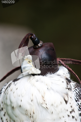 Image of Gyr Falcon