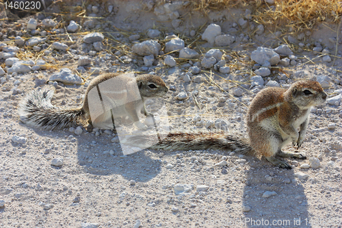 Image of Cape Ground Squirrel (Xerus inauris)