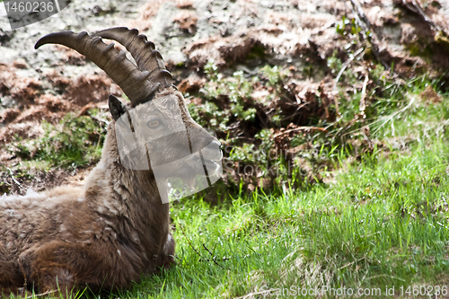 Image of Capra Ibex - Italian Alps