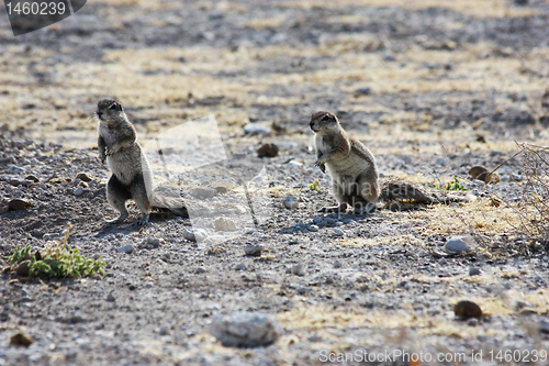 Image of Cape Ground Squirrel (Xerus inauris)